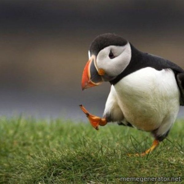 Unpopular Opinion Puffin meme template